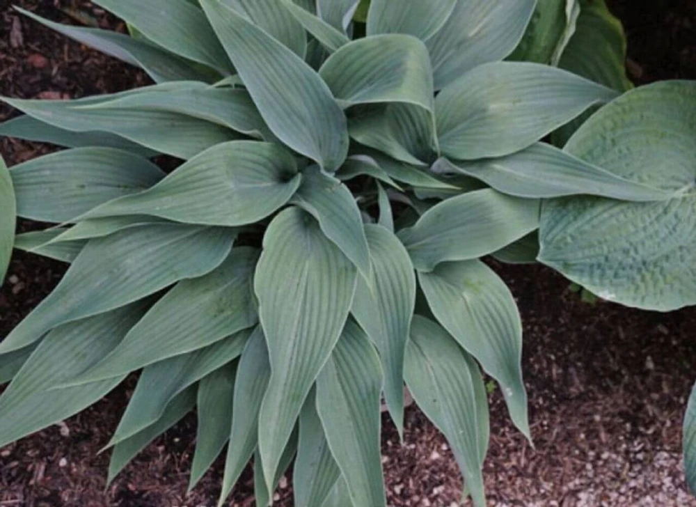 Hosta Talking Point Live Plant – 5.25" Pot – Well Rooted Perennial – Shade Plant - Image 1