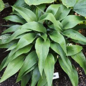 Hosta Talking Point Live Plant – 5.25