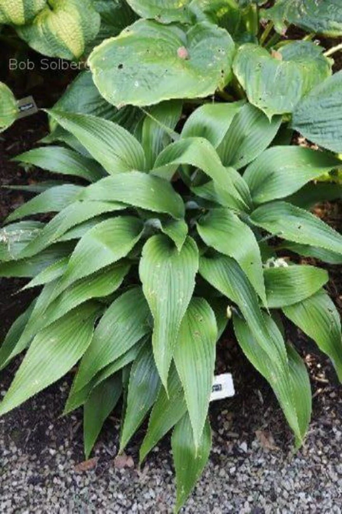 Hosta Talking Point Live Plant – 5.25" Pot – Well Rooted Perennial – Shade Plant - Image 2