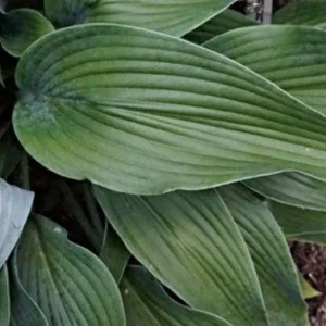 Hosta Talking Point Live Plant – 5.25