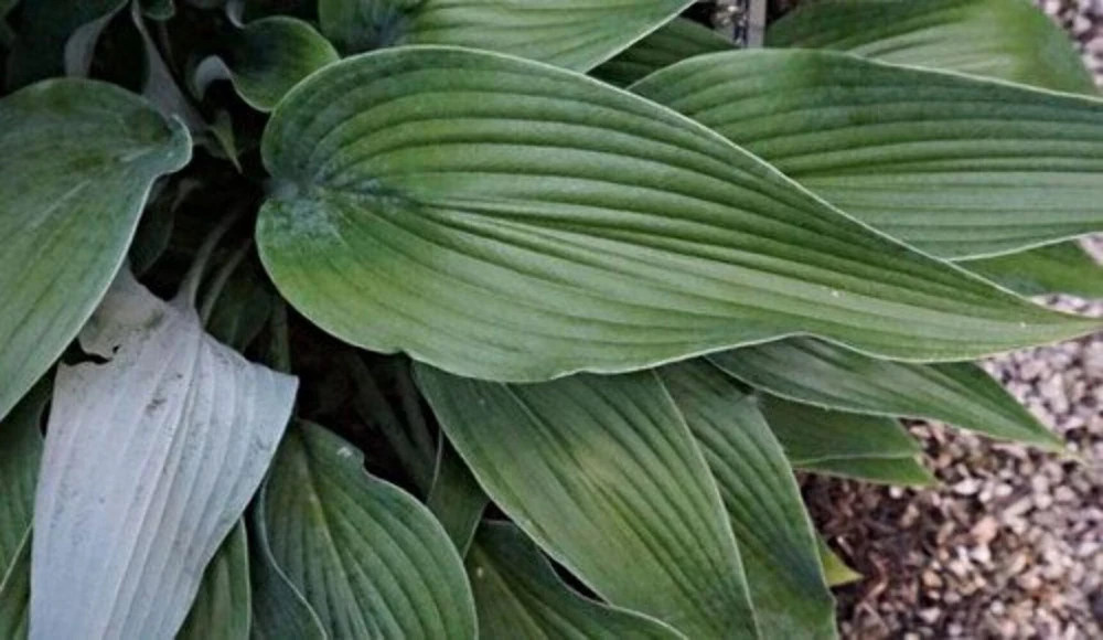 Hosta Talking Point Live Plant – 5.25" Pot – Well Rooted Perennial – Shade Plant - Image 3