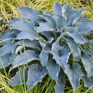 Hosta Tears in Heaven Rooted 5.25" Pot Perennial Shade BLUE WEEPING - Image 2