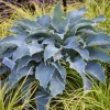 Hosta Tears in Heaven Rooted 5.25" Pot Perennial Shade BLUE WEEPING - Image 1