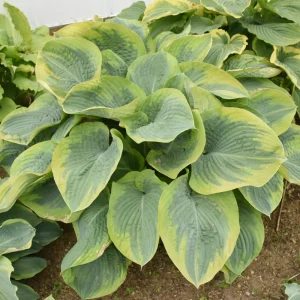 Hosta Terms of Endearment Live Plant – 5.25