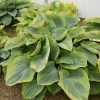 Hosta Terms of Endearment Live Plant – 5.25" Pot – Well-Rooted Perennial – Outdoor - Image 1