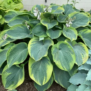 Hosta Terms of Endearment Live Plant – 5.25