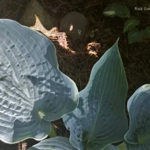 Hosta 'The Future King' Live Plant – 5.25