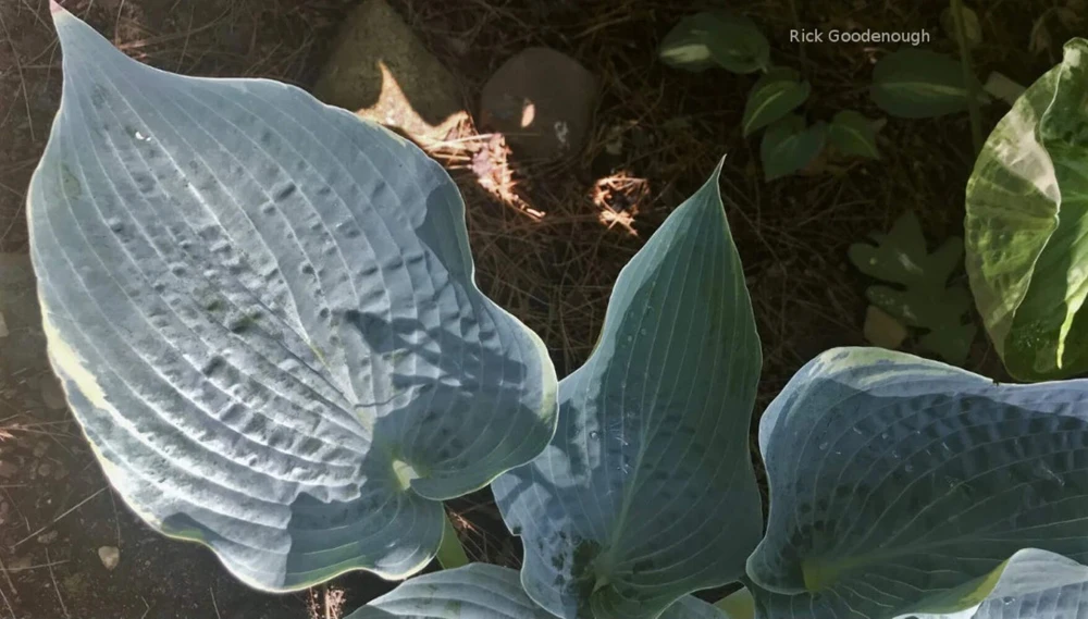 Hosta 'The Future King' Live Plant – 5.25" Pot – Well Rooted Perennial Shade - Image 2