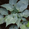 Hosta 'The Future King' Live Plant – 5.25" Pot – Well Rooted Perennial Shade - Image 1