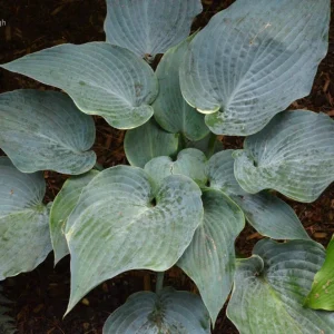 Hosta 'The Future King' Live Plant – 5.25