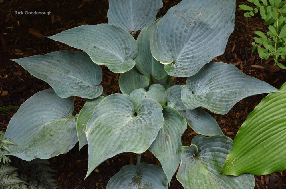 Hosta 'The Future King' Live Plant – 5.25" Pot – Well Rooted Perennial Shade - Image 1