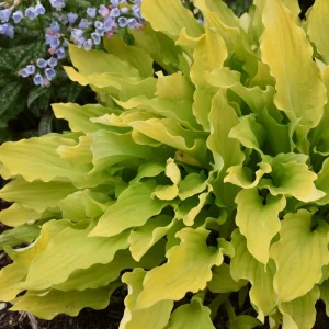 Hosta Time in a Bottle Live Plant – 5.25