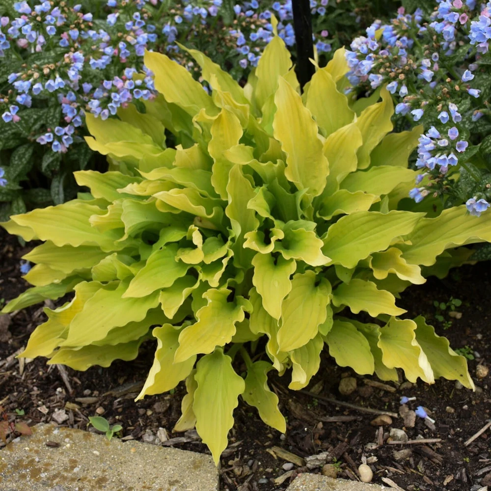 Hosta Time in a Bottle Live Plant – 5.25" Pot – Well Rooted Perennial – Shade - Image 4