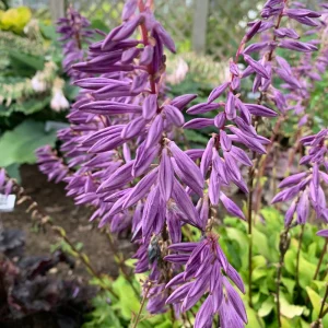 Hosta Time in a Bottle Live Plant – 5.25