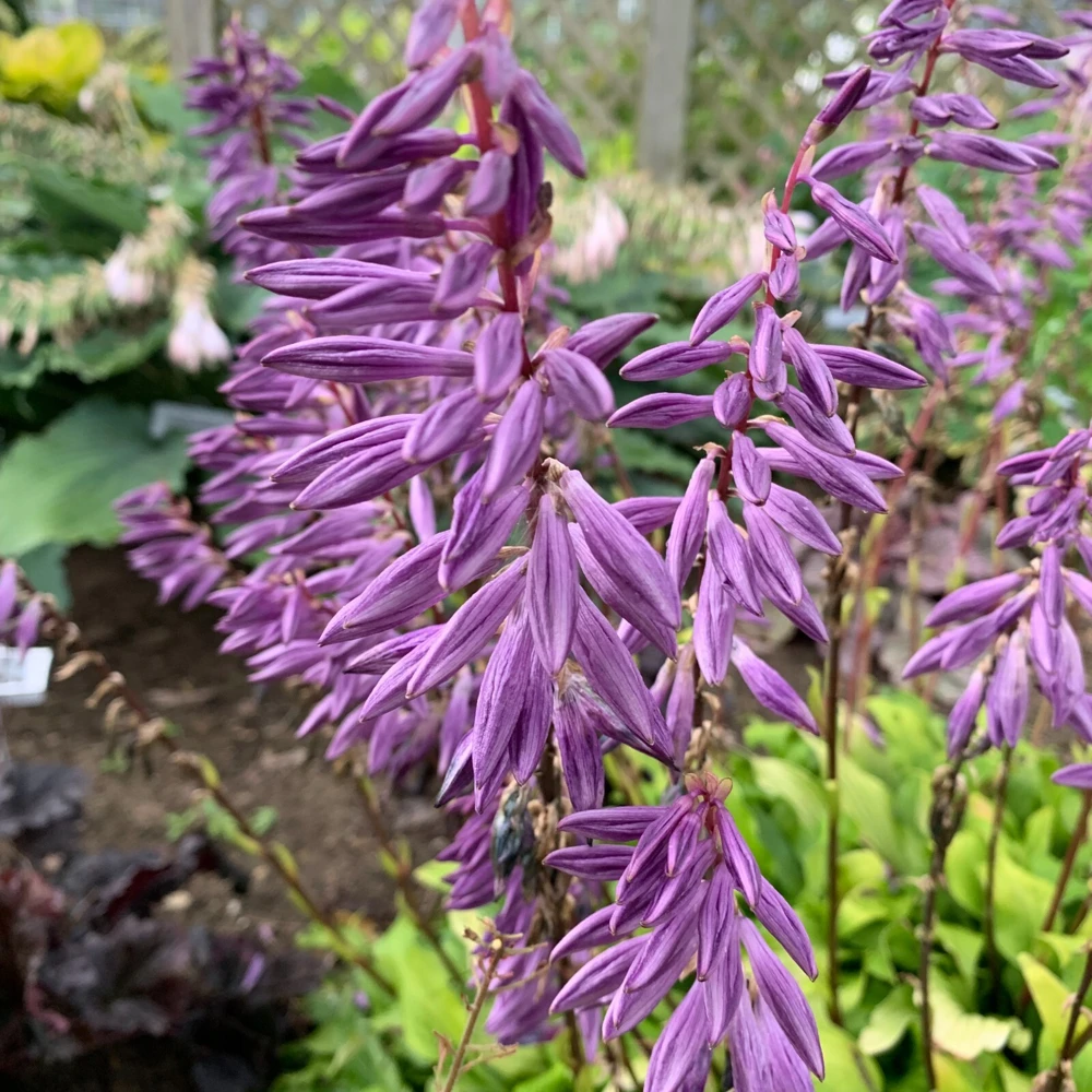Hosta Time in a Bottle Live Plant – 5.25" Pot – Well Rooted Perennial – Shade - Image 1