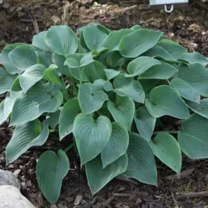Hosta Toy Soldier Live Plant – 5.25