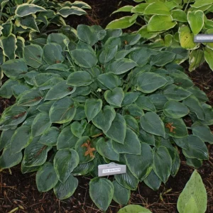 Hosta Toy Soldier Live Plant – 5.25