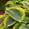 Hosta Trendsetter Live Plant – Well Rooted 5.25" Pot Perennial Shade Plant - Image 1