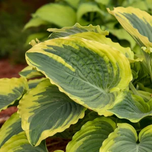 Hosta Trendsetter Live Plant – Well Rooted 5.25" Pot Perennial Shade Plant - Image 1