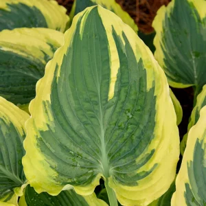 Hosta Trendsetter Live Plant – Well Rooted 5.25" Pot Perennial Shade Plant - Image 2