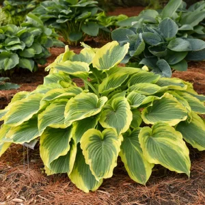 Hosta Trendsetter Live Plant – Well Rooted 5.25