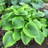 Hosta Twin Cities Live Plant - 5.25" Pot, Well Rooted Perennial for Shade, Outdoor - Image 1