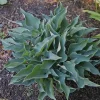 Hosta Twinkle Little Star Live Plant – 5.25" Pot Perennial Shade Plant - Image 1