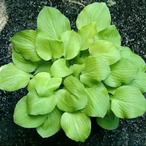 Hosta Vanilla Cream Live Plant - 5.25 inch Pot, Well-Rooted Perennial for Shade - Image 2