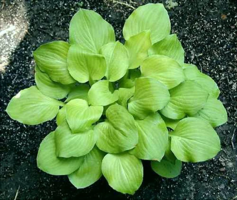 Hosta Vanilla Cream Live Plant - 5.25 inch Pot, Well-Rooted Perennial for Shade - Image 2