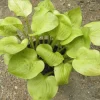 Hosta Vanilla Cream Live Plant - 5.25 inch Pot, Well-Rooted Perennial for Shade - Image 1