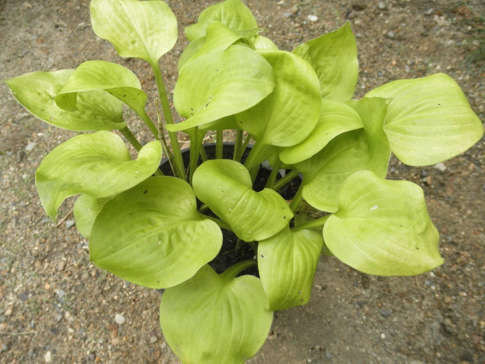 Hosta Vanilla Cream Live Plant - 5.25 inch Pot, Well-Rooted Perennial for Shade - Image 1