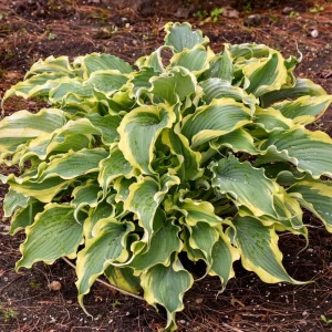 Hosta 'Voices in the Wind' Perennial Live Plant - 5.25
