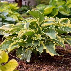 Hosta 'Voices in the Wind' Perennial Live Plant - 5.25