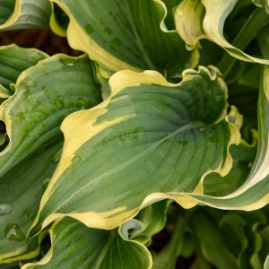 Hosta 'Voices in the Wind' Perennial Live Plant - 5.25