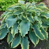 Hosta 'Voices in the Wind' Perennial Live Plant - 5.25" Pot - Outdoor - Image 1