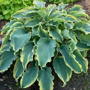 Hosta 'Voices in the Wind' Perennial Live Plant - 5.25
