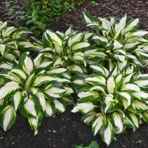 Hosta Vulcan Live Plant – Well Rooted Perennial 5.25