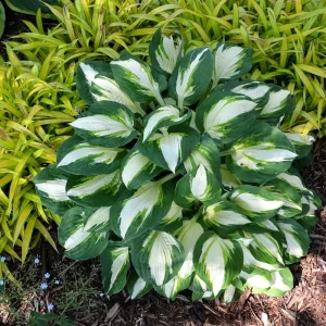 Hosta Vulcan Live Plant – Well Rooted Perennial 5.25