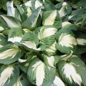 Hosta Vulcan Live Plant – Well Rooted Perennial 5.25
