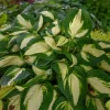 Hosta Vulcan Live Plant – Well Rooted Perennial 5.25" Pot – Shade Hardy Outdoor - Image 1