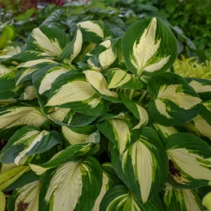 Hosta Vulcan Live Plant – Well Rooted Perennial 5.25