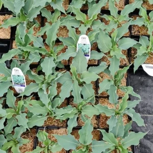 Hosta Waterslide Live Plant - 5.25