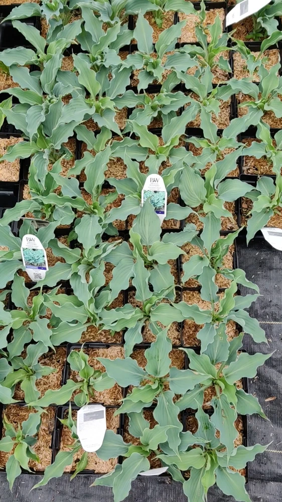 Hosta Waterslide Live Plant - 5.25" Pot Perennial Shade Plant, Blue-Green - Image 2