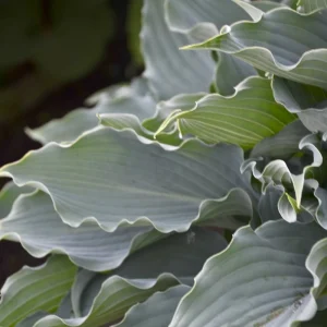 Hosta Waterslide Live Plant - 5.25