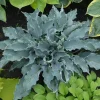 Hosta Waterslide Live Plant - 5.25" Pot Perennial Shade Plant, Blue-Green - Image 1