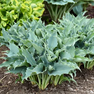 Hosta Waterslide Live Plant - 5.25