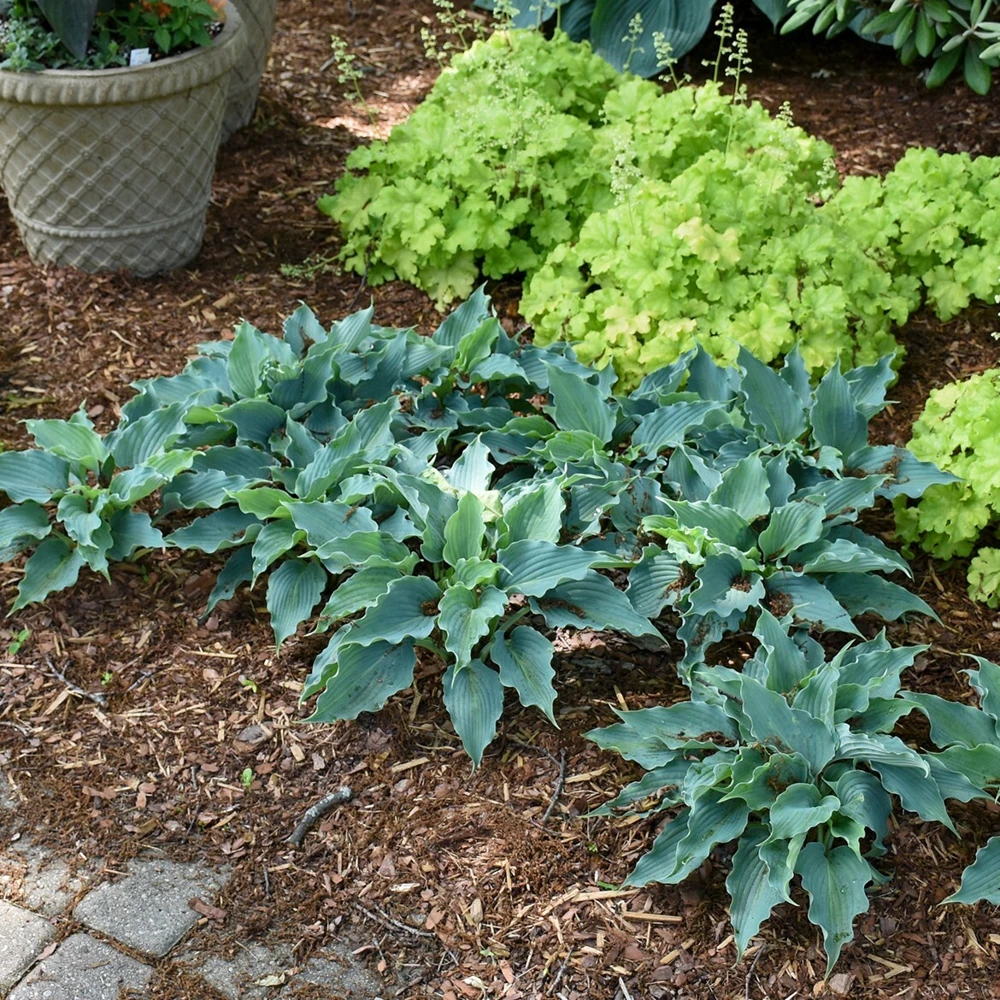 Hosta Waterslide Live Plant - 5.25" Pot Perennial Shade Plant, Blue-Green - Image 5
