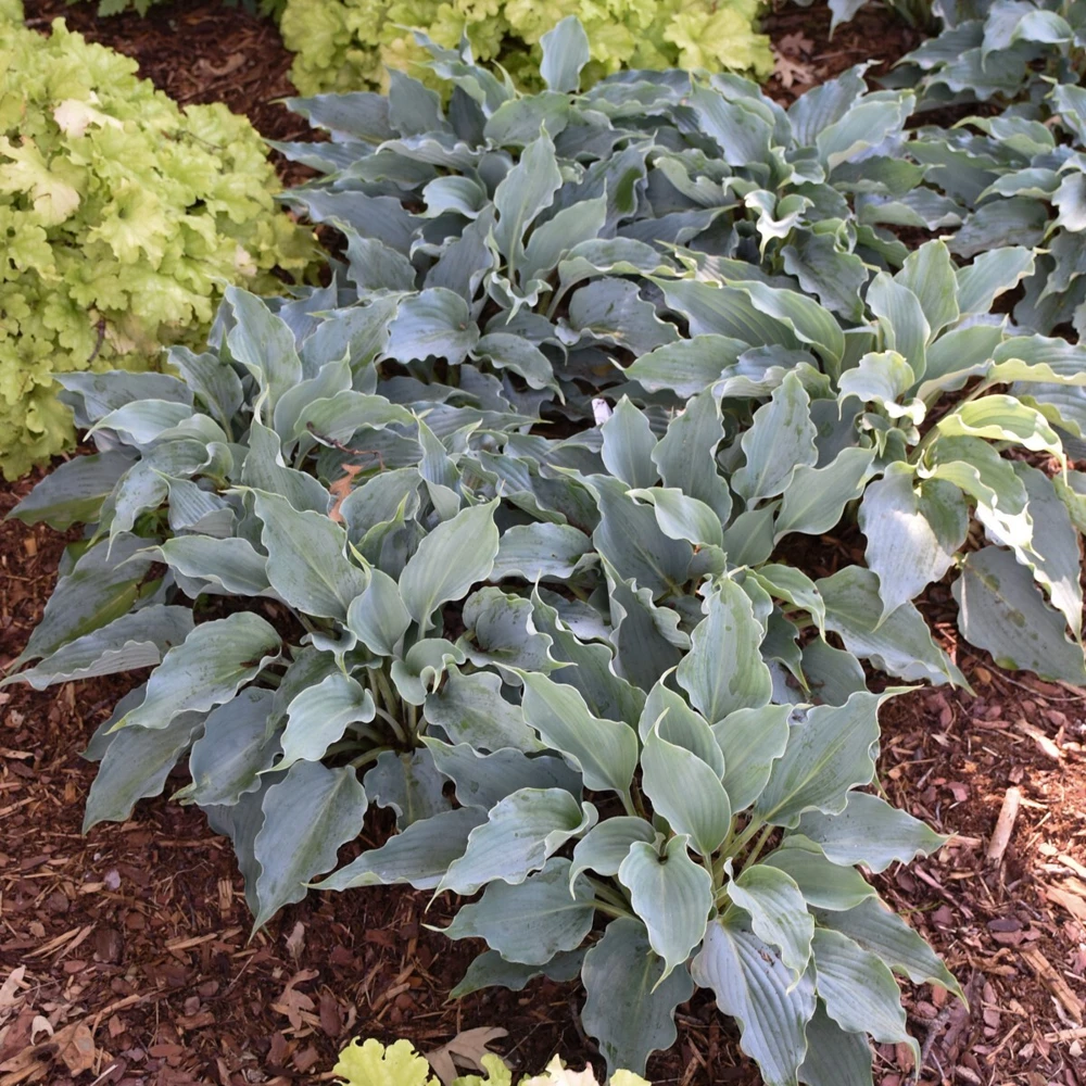 Hosta Waterslide Live Plant - 5.25" Pot Perennial Shade Plant, Blue-Green - Image 6