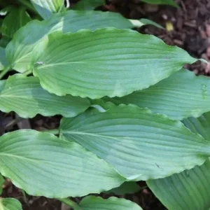 Hosta Wave Motion Live Plant – 5.25 Inch Pot – Well Rooted Perennial – Shade - Image 2