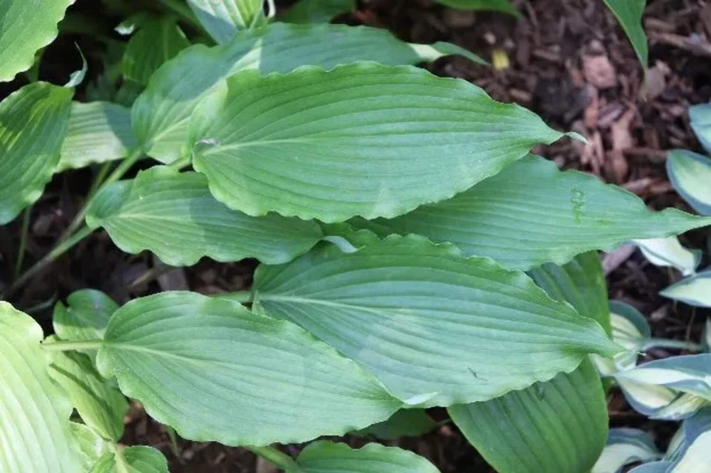 Hosta Wave Motion Live Plant – 5.25 Inch Pot – Well Rooted Perennial – Shade - Image 2